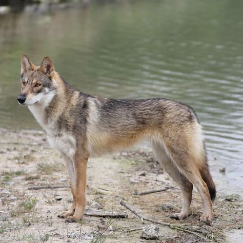 Wolves Reference, Saarloos Wolfdog, Cat Breeds List, Northern Inuit Dog, Czechoslovakian Wolfdog, Wolf Poses, Mexican Hairless Dog, All Cat Breeds, Hairless Dog