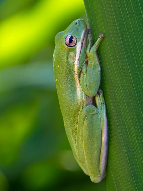 Green Tree Frog Facts Green Tree Frogs, Cute Frog Pictures, Tree Frog Habitat, Frog Makeup, American Green Tree Frog, Yellow Bench, Frog Facts, Frog Habitat, Frog Species