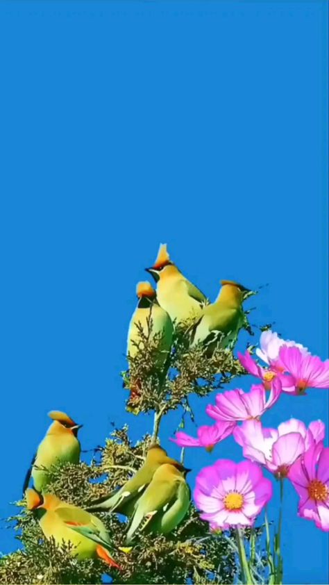 Birds Video, Wallpaper Violet, Azulik Tulum, Live Fish Wallpaper, Birds Photography Nature, Unicorn Artwork, Engineering Notes, Colourful Birds, Ring Photography