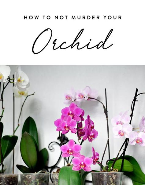 How to Keep an Orchid Alive with 3 Florist-Approved Tips Citrus Tree Indoor, Inside Flowers, Invincible Summer, Nyc Florist, Orchid Plant Care, Black Thumb, Trending Paint Colors, Orchid Plant, Cottage Gardens