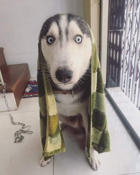 Siberian Husky Funny Faces, Haski Dog, Husky Baby, Husky Pictures, Funny Dog Faces, Dogs Photos, Husky Pics, Sunset Girl, Dog Faces