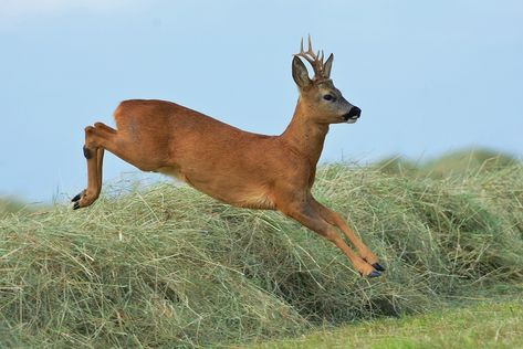 Roe Deer - Norfolk Wildlife Trust Deer Jumping, Water Deer, Male Deer, Deer Species, Deer Running, Deer Photos, Deer Illustration, Fallow Deer, Roe Deer