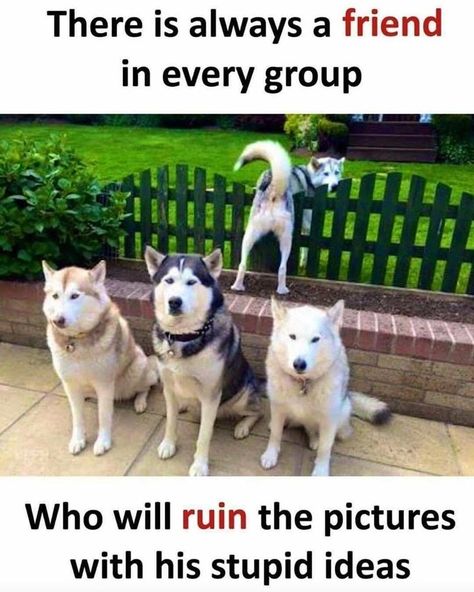 Husky Memes Funny, Husky Jokes, Husky Humor, Pet Dog Pictures, Laughing Animals, Husky Funny, Dog Jokes, Dog Quotes Funny, Funny Dog Memes