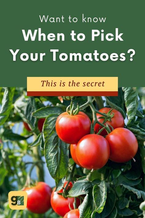 There are two main ways to determine when your tomatoes are ripe and ready for picking. This post takes a look at both methods as well as some FAQs about harvesting tomatoes. We also cover tips on how to pick cherry and heirloom tomatoes. With this information, you'll be able to have the juiciest, most delicious tomatoes straight from your garden! Tap to read! When To Pick Tomatoes, Gardening Herbs, Big Tomato, Herbs Plants, Starting A Vegetable Garden, Vegetable Garden For Beginners, Survival Gardening, Garden Harvest, Bountiful Harvest