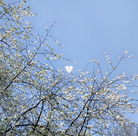 Spring Pfp Aesthetic, Spring Aesthetic White, Spring Pfp, Winter To Spring Aesthetic, Early Spring Aesthetic, Cottagecore Pfp, Snowy Spring Aesthetic, Spring Trees Aesthetic, Cute Spring