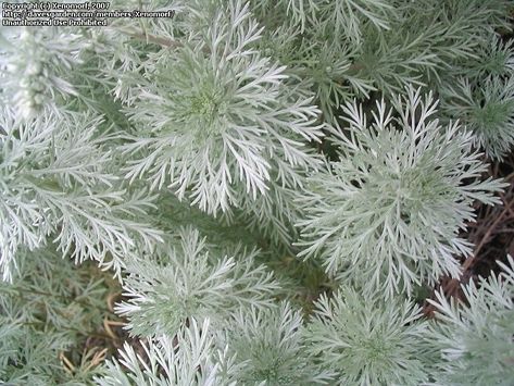 Artemisia Plant, Silver Mound, Golf Crest, Driveway Border, Deer Proof Plants, Witches Garden, Drought Resistant Landscaping, Deer Garden, Deer Resistant Garden