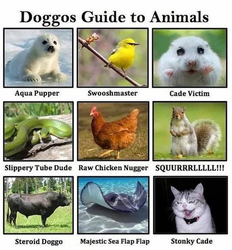 Funny Animal Names, Chicken Toys, Animal Names, Animal Humour, Fuzzy Wuzzy, Pet Memes, Raw Chicken, Funny Names, Funny Animal Quotes