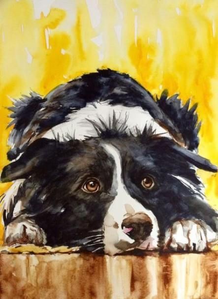 Dogs Drawing, Drawing Borders, Border Collie Art, Dog Portraits Painting, Dog Artwork, Border Collie Dog, Collie Dog, Watercolor Dog, Animals Artwork