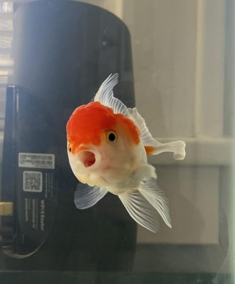 Oranda Goldfish, Wonder Pets, Fish Keeping, Fish Face, 귀여운 음식 그림, Fish Care, Cat Meme, Cute Fish, Aquarium Fish Tank