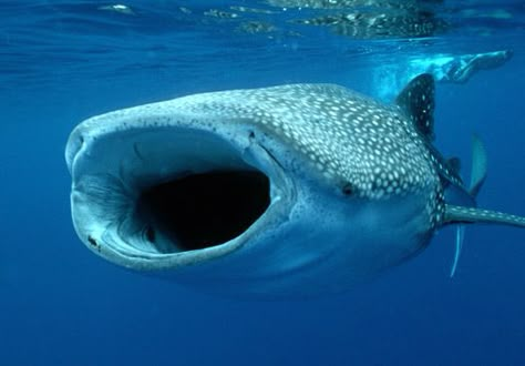 WOW The Whale, Whale Shark, Not Found, Stars, Water, Blue