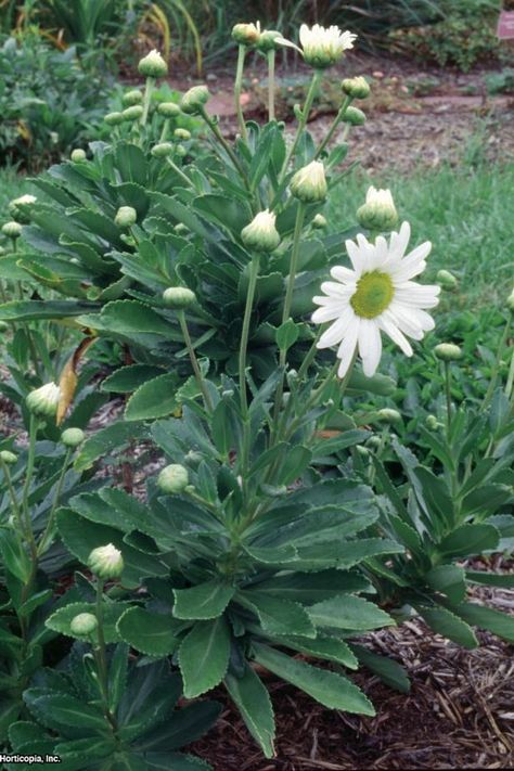 Add autumn drama to your garden with Montauk daisy. Learn about this perennial, also called Nippon daisy, from the experts at HGTV Gardens. Montauk Daisy, Types Of Daisies, Garden Flowers Perennials, Outside Plants, Hgtv Garden, Grasses Garden, Front Yard Garden, Plant Cuttings, Flowers Perennials