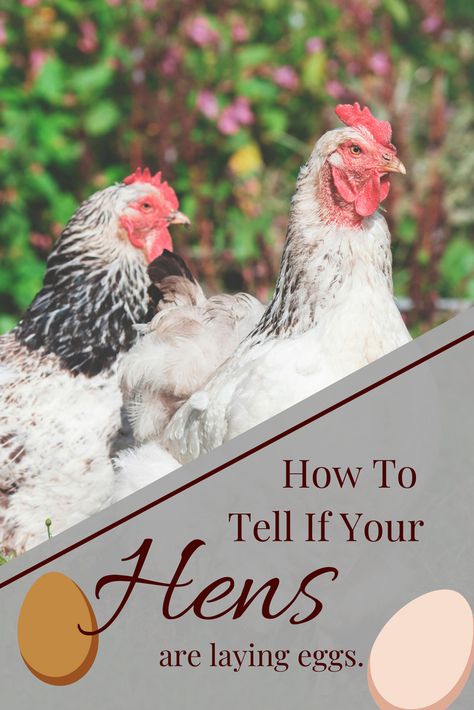 Know how to tell if your hens are laying eggs and producing like they should. If not here ares some ideas to get your chickens to start laying again. Molting Chickens, Raising Baby Chicks, Farm Chores, Baby Chicks Raising, Laying Chickens, Raising Pigs, Chicken Poop, First Aid Tips, Homesteading For Beginners