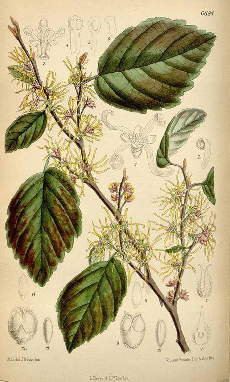 Witch-Hazel-Print Missouri Botanical Garden, John James Audubon, Plant Drawing, Witch Hazel, Penguin Books, Plant Illustration, Medicinal Herbs, Vintage Wall Art, Botanical Illustration