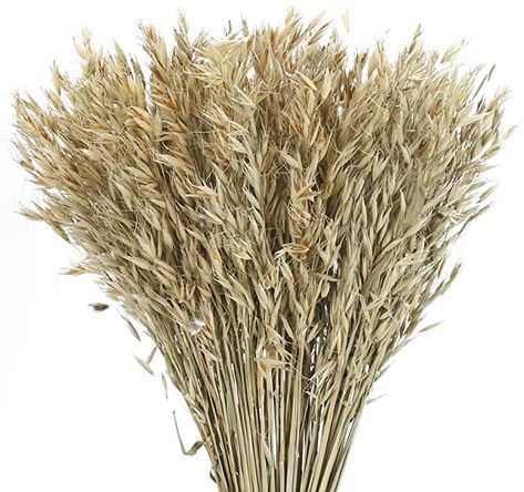 Amazon.com: XYXCMOR 100 Stems Dried Wheat Stalks Bundle Fake Wheat Sheaves Bouquet Dried Oats Flowers Dried Floral Arrangements for Home Farmhouse Kitchen Table DIY Wreath Craft Wedding Decor (20.8") : Everything Else Farmhouse Kitchen Table Diy, Floral Arrangements For Home, Kitchen Table Diy, Dried Floral Arrangements, Farmhouse Kitchen Table, Wheat Sheaf, Diy Kitchen Table, Dried Wheat, Farmhouse Kitchen Tables