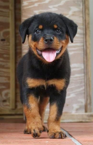 The Rottweiler is a medium/large size breed of domestic dog. They are Devoted, Loyal, Alert, Steady, Self-assured, Obedient, Calm, Confident, Courageous, Fearless and Protective. Protective Dog Breeds, Protective Dogs, Rottweiler Love, Dogs Breeds, Rottweiler Puppies, Rottweiler Dog, Beautiful Dogs, Rottweiler, I Love Dogs