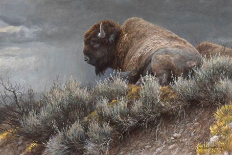 Robert Bateman Weather Watch Bison