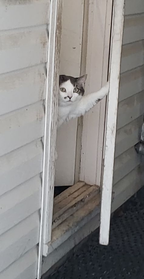 Our cat likes to look out the door and watch the dog. Cat Hole In Door, Cat Opening Door Video, Cat Waiting At Door, Cat Funnies, Cat Looking Through Window, The Door Is That Way Meme, Cat Flipping You Off Meme, Animal Videos, Funny Animal