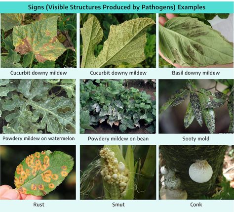 Plant Pathology Unveiled: Exploring the Classification and Dynamics of Plant Diseases in Agricultural and Ecological Systems Plant Pathology, About Plants, Plant Diseases, Botany, Ecology, Disease, Plants, Quick Saves