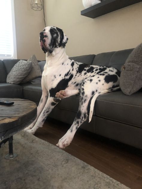 Dalmatian Great Dane, Spotted Great Dane, Great Dane Blue Harlequin, Harlequin Great Dane Puppy, Dalmatian Mix, Great Dane Rescue, Blue Great Danes, Great Dane Mix, Harlequin Great Danes