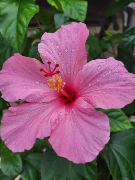 Fav Flower, Flower Therapy, Nature Plants, Pretty Plants, Hibiscus Flower, Beautiful Flowers Pictures, Clay Flowers, Little Flowers, Exotic Flowers