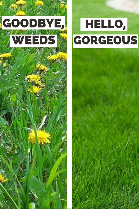 Lawn Care Business, Weeds In Lawn, Lawn Fertilizer, Diy Lawn, Lawn Care Tips, Lush Lawn, Lawn Edging, Lawn Maintenance, Lawn And Landscape