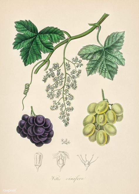 Vine Grape, Grape Vine Plant, Grape Tree, Vine Drawing, Grape Plant, Vine Tattoos, Free Illustration Images, Plant Tattoo, Cocktail Art