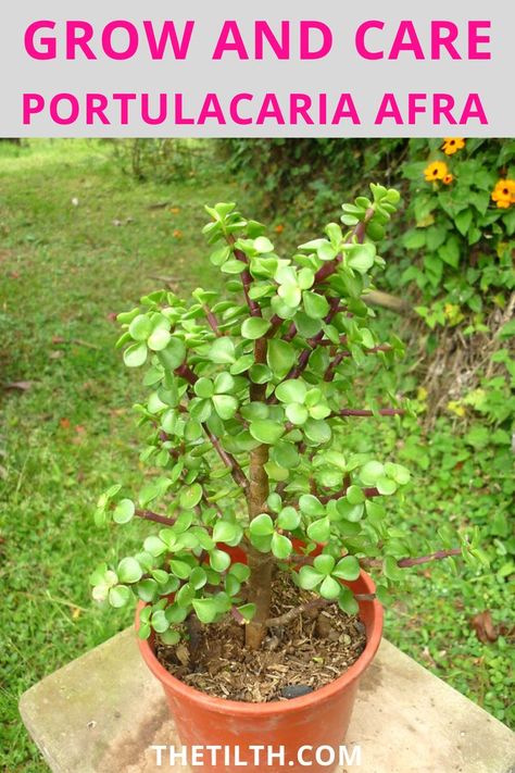 Portulacaria afra “Elephant Bush Care” Elephant Bush Plant, Elephant Bush Succulent, Elephant Bush, Jade Plant Pruning, Elephant Food, Bush Plant, Types Of Succulents, Indoor Jungle, Jade Plants