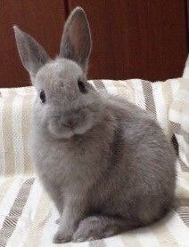 Bunny Pics, Grey Rabbit, Pet Rabbits, Beautiful Rabbit, Bunny Care, Cute Bunny Pictures, Adorable Bunnies, Bunny Stuff, Love Bunnies