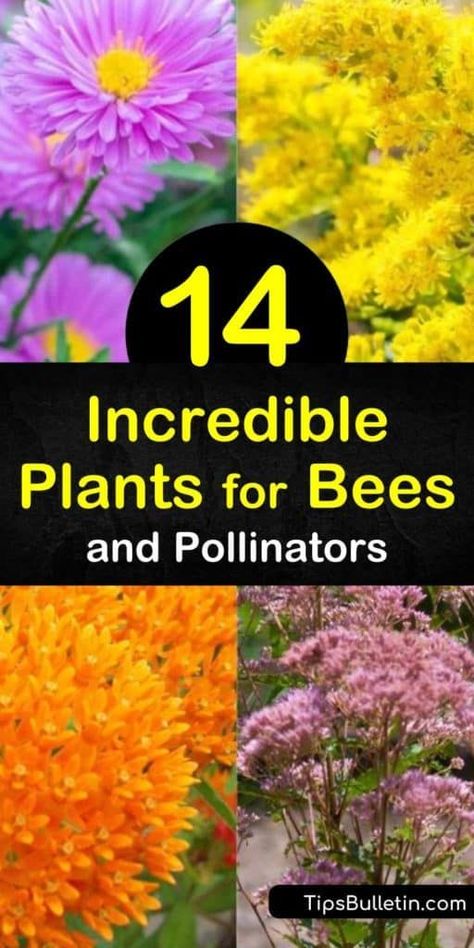 Plants For Bees, Pollinator Garden Design, Pollinating Flowers, Butterfly Garden Plants, Bee Friendly Plants, Bee Friendly Garden, Amazing Plants, Pollinator Plants, Backyard Beekeeping