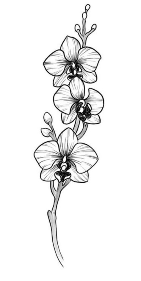 220 Unparalleled Orchid Tattoo Designs With Meanings (2022) - TattoosBoyGirl Orchid Flower Tattoo, Flower Tattoo Black And White, Flower Tattoo Black, Orchid Flower Tattoos, Orchid Illustration, Orchid Drawing, Tattoo Black And White, Orchids Painting, Animal Sketch