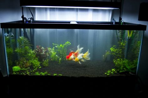 Aeration | Fancy Goldfish Wikia | Fandom Aesthetic Fish, Comet Goldfish, Fish Aesthetic, Goldfish Plant, Oranda Goldfish, Goldfish Aquarium, Pet Goldfish, Fish Aquarium Decorations, Fancy Goldfish