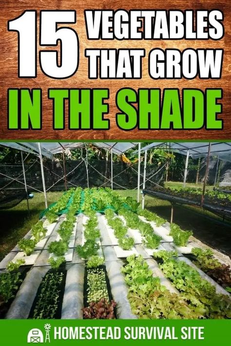 Vegetables For Shaded Areas, Cool Weather Vegetable Garden, Planting Vegetables In Raised Beds, Vegetables That Grow In Shade, Shade Loving Vegetables, Shade Vegetable Garden, Shade Veggies, Shade Vegetables, Shaded Garden