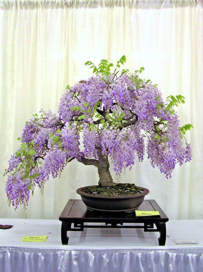 Wisteria Bonsai, Flowering Bonsai Tree, Bonsai Tree Care, Indoor Bonsai Tree, Wisteria Tree, Purple Wisteria, Bonsai Seeds, Mini Bonsai, Indoor Bonsai