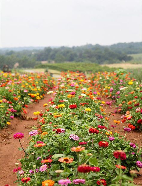 Zinnia Garden, Cut Flower Farm, Flower Farmer, Cut Flower Garden, Flower Landscape, Sarah Jane, Farm Gardens, Flower Farm, Dream Garden