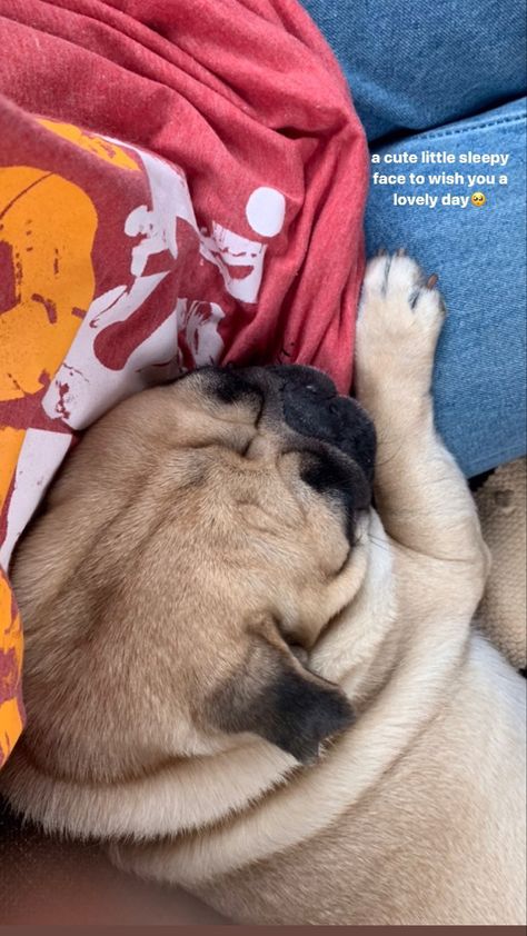 Dog Instagram Story Captions, Cute Puppy Captions, Sleepy Dog Quotes, Puppy Snapchat Story, Sleepy Captions, Puppy Captions Instagram, Dog Captions For Insta, Dog Captions, Pug Quotes