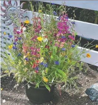 How to grow wildflowers in containers (Edmonton Journal), Jul 27, 2024 Growing Wildflowers In Pots, Growing Wildflowers, Grow Wildflowers, Bucket Planters, Flower Bucket, Natural Heritage, Root Growth, Top Soil, Wildflower Seeds