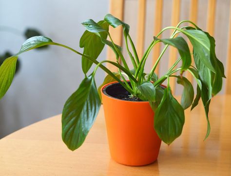 4 Reasons Your Peace Lily Is Not Flowering Peace Lily Care, Lily Care, Peace Lilies, Peace Lily Plant, Household Plants, Lily Plants, Plant Images, Peace Lily, Spider Plants