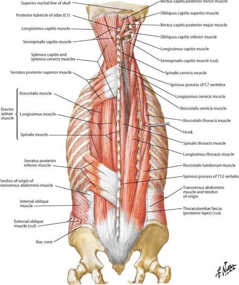 Posterior muscles in the thoracic and lumbar region - Netter Muscle Diagram, Muscle System, Sports Physical Therapy, Foot Reflexology Massage, Upper Back Muscles, Lower Back Muscles, Yoga Anatomy, Human Body Anatomy, Muscular System