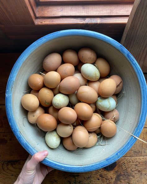 Hannah @Ballerina Farm (@ballerinafarm) • Instagram photos and videos Ballerina Farm Aesthetic, Cluckingham Palace, Ballerina Farm, Traditional Lifestyle, Farm Aesthetic, Blueberry Waffles, The Barnyard, Brown Eggs, Farmer Wife