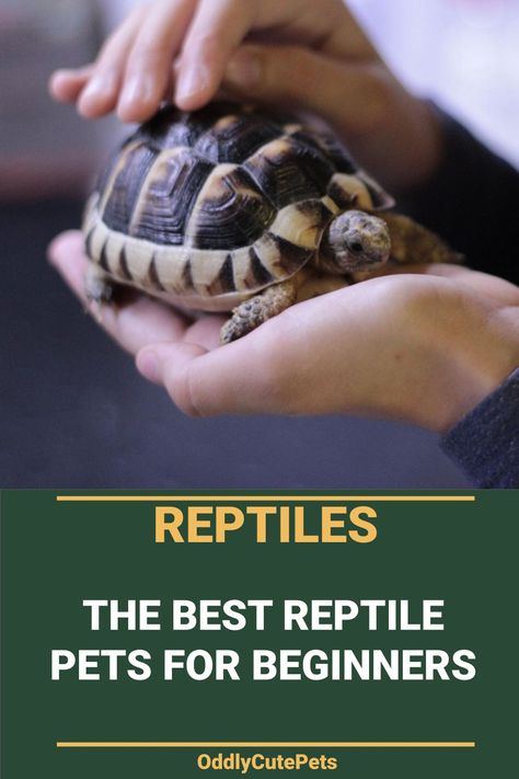 Have you considered getting a new pet but don't want the typical cat or dog? Getting a pet reptile such as a turtle, lizard, or snake is a great low maintenance option you should consider. We've written about the best pet reptiles for beginners and would love to share it with you. [READ MORE] Beginner Reptiles Pets, Lizards Pet, Turtle Pets, Snake Breeds, Reptile Pets, Pet Reptiles, Pet Lizards, Turtle Habitat, Creepy Crawlers