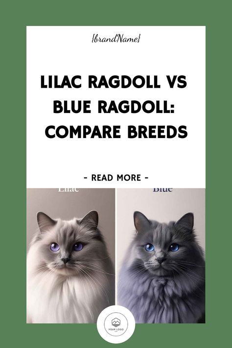 Welcome to our comprehensive guide on the differences between lilac ragdoll vs blue ragdoll cats. These two breeds are known for their rare beauty and uni Lilac Ragdoll, Blue Point Ragdoll, Popular Cat Breeds, Ragdoll Cats, Blue Point, Bluish Gray, Rare Beauty, Unique Cats, Ragdoll Cat