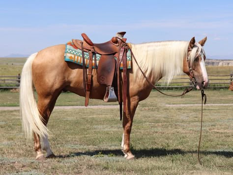 Check out this amazing Beautiful 10yr 15h Palomino Gelding Quarter Horse for sale in Wheatland, Platte, Wyoming, Wyoming USA! American Quarter Horse Palomino, Quarter Horse Palomino, Horses For Sale Near Me, Mama Odie, Palomino Quarter Horse, Quarter Horses For Sale, Barrel Horses, Horse Colours, Palomino Horses