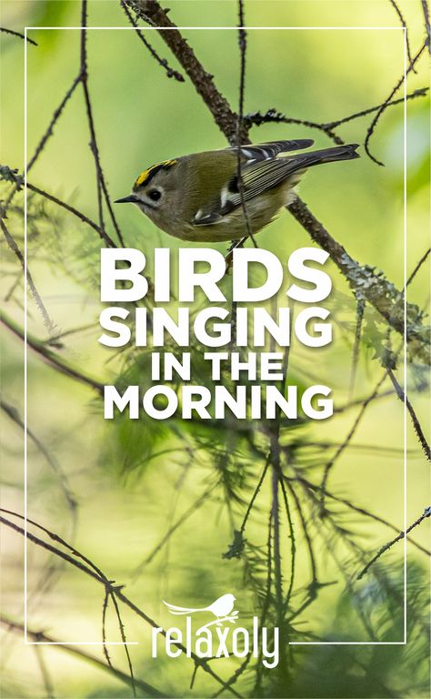 Birds Singing Videos, Music Bird, Birds Voice, Meditation Nature, Morning Birds, Bird Sounds, Sound Free, Singing Birds, Birds Singing