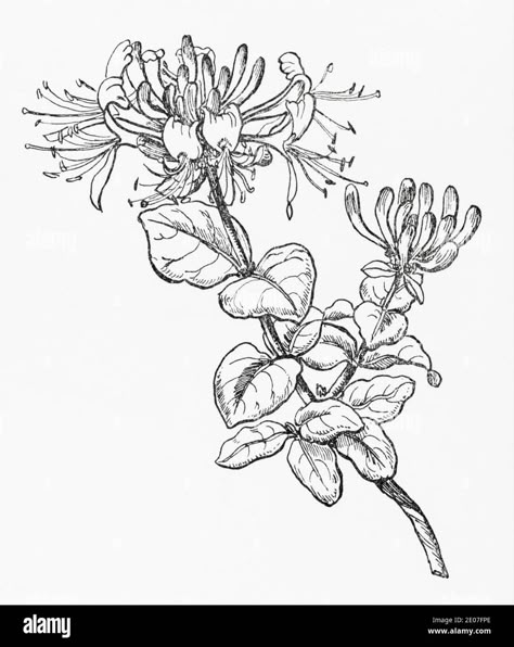 Botanical Honeysuckle Tattoo, Old Botanical Illustration, Honeysuckle Tattoo, Men Flower Tattoo, Aries Tarot, Nouveau Tattoo, Botanical Line Drawing, Honeysuckle Flower, Sibling Tattoos