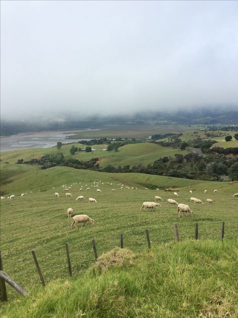 Sheep and green hills...New Zealand New Zealand Sheep, Sheep Farm, Book Tv, English Countryside, Past Life, My Dream Home, Sheep, New Zealand, Golf Courses