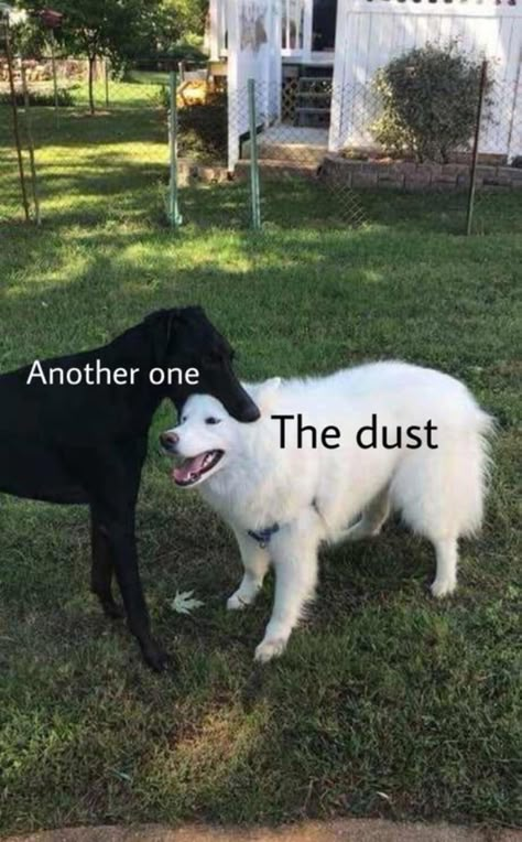 picture of dog captioned "another one" biting second dog captioned "the dust" together make up the lyrics to the Queen song Freddy Mercury, Magnum Opus, Memes Sarcastic, Funny Animal Jokes, Memes Humor, Very Funny Pictures, Some Funny Jokes, Animal Jokes, Funny Animal Pictures