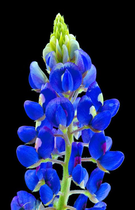 Blue Bonnet Drawing Simple, Appalachian Wildflowers, Blue Bonnet Painting, Bluebonnet Photoshoot, Blue Bonnet Flower, Texas Bluebonnets Art, Bluebonnet Art, Bluebonnets Texas, Bluebonnet Flower