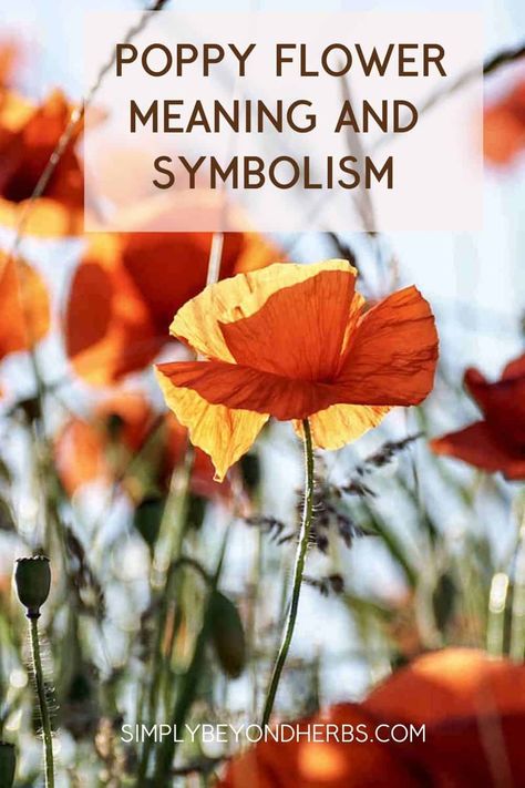 Join me in unraveling the mysteries of poppy flower meaning and symbolism. Why are red poppy flowers a timeless symbol of remembrance, and why do we wear them on Memorial Day? Poppy Flower Meaning, Poppy Symbolism, Image Zen, Medicinal Herbs Garden, Edible Seeds, Flower Symbol, Climate Justice, Red Plants, Wild Poppies