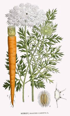 Carrot seed oil. Daucus carota. Sedative; Depurative for the skin (a great revitaliser for dull, aged and tired skin) , for lymphatic system, for digestive system, musculoskeletal  system (example: for conditions like gout where there's deposit on the joint), diuretic, hepatic (regenerator of liver cells); antispasmodic (relaxes uterus, not to be used during labour or pregnancy). Vintage Vegetables, Indian Medicine, How To Plant Carrots, Wild Carrot, Daucus Carota, Crow's Nest, Illustration Botanique, Botanical Illustrations, Queen Annes Lace