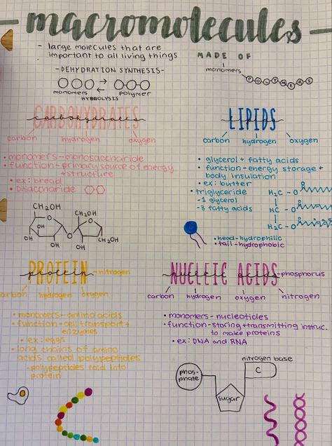 Biology Notes Properties Of Water, Biology Carbohydrates Notes, Biology Notes Macromolecules, Monomers And Polymers, Bacteria Notes Aesthetic, Lipids Notes Biology, Carbohydrates Notes Biology, Life Processes Biology Notes Class 10 Aesthetic, Polymer Chemistry Notes